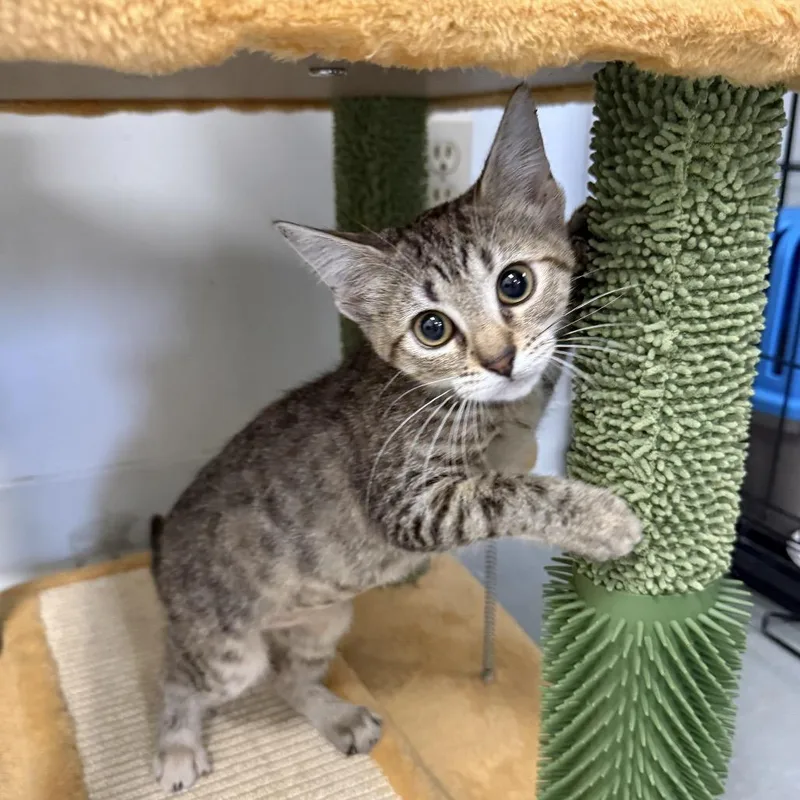 A baby small-sized female Brown / Chocolate Domestic Short Hair cat named Ariana for adoption in Houston, TX