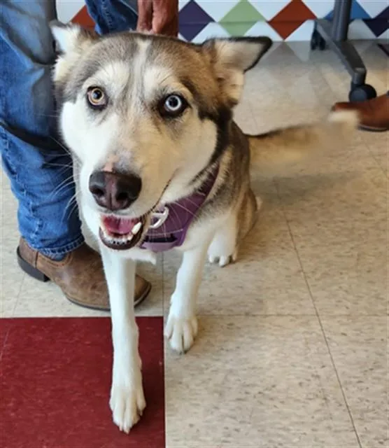 An adult medium-sized female Siberian Husky dog named Sky A for adoption in Plano, TX
