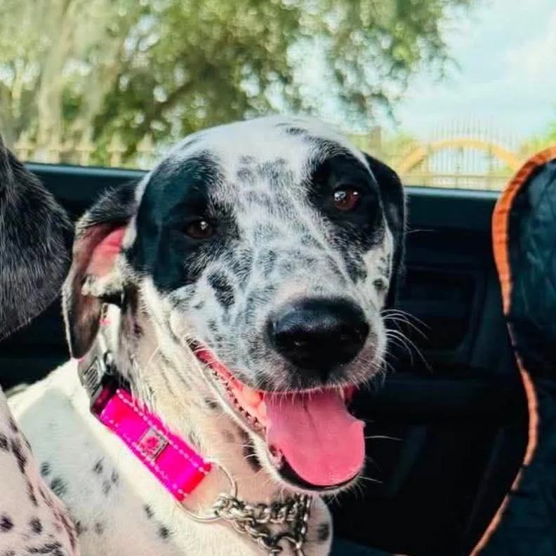 An adult medium-sized female White / Cream Dalmatian dog named Dottie for adoption in Houston, TX