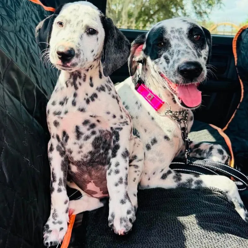 Dottie thumbnail 2