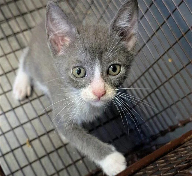 A baby small-sized female Oriental Short Hair cat named Waffles for adoption in Tavares, FL