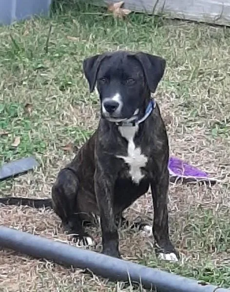 A young medium-sized male Brindle Black Mouth Cur dog named Dasher for adoption in Livingston, TX
