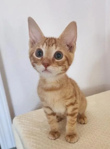 A baby small-sized male Domestic Short Hair cat named Starscream for adoption in Honolulu, HI