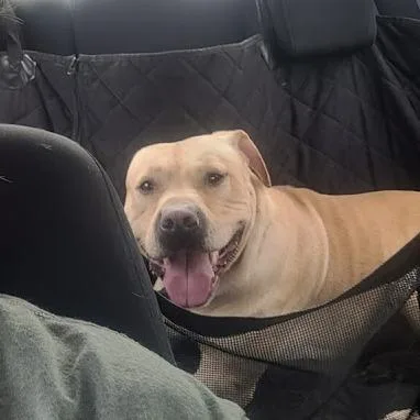 An adult medium-sized male Apricot / Beige Mixed Breed dog named Blaze for adoption in Saint Charles, MO