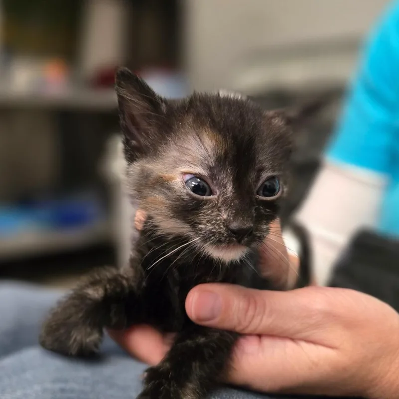 A baby small-sized female Tortoiseshell Domestic Short Hair cat named Arya for adoption in San Jacinto, CA