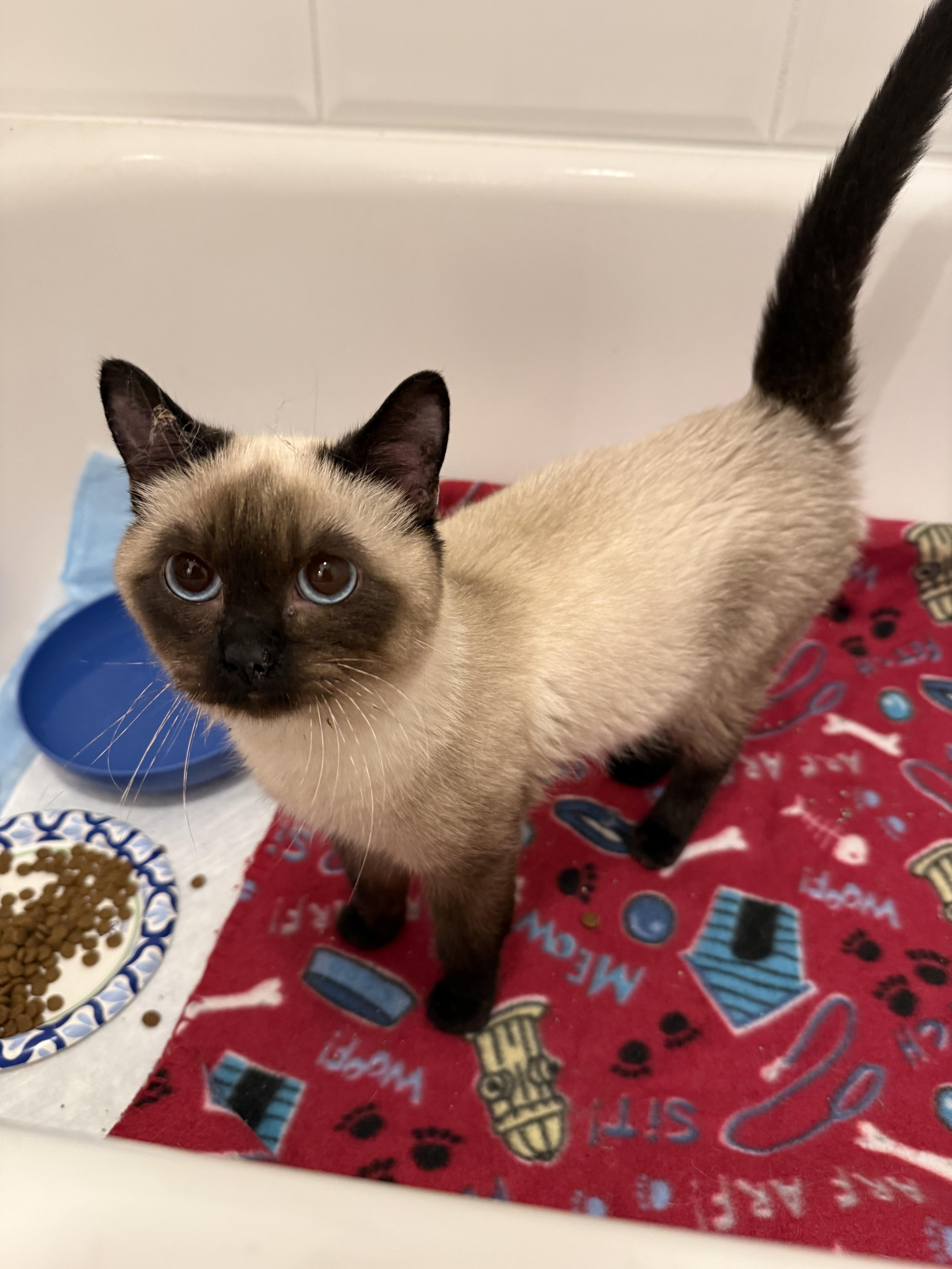 A young small-sized male Tonkinese cat named Dr FrankNFurter for adoption in Hillsborough, NC