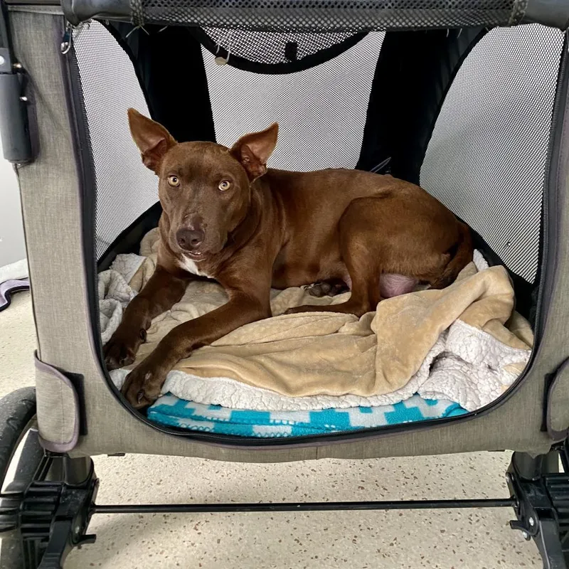 An adult medium-sized female Red / Chestnut / Orange Mixed Breed dog named Abilene for adoption in LOXAHATCHEE, FL