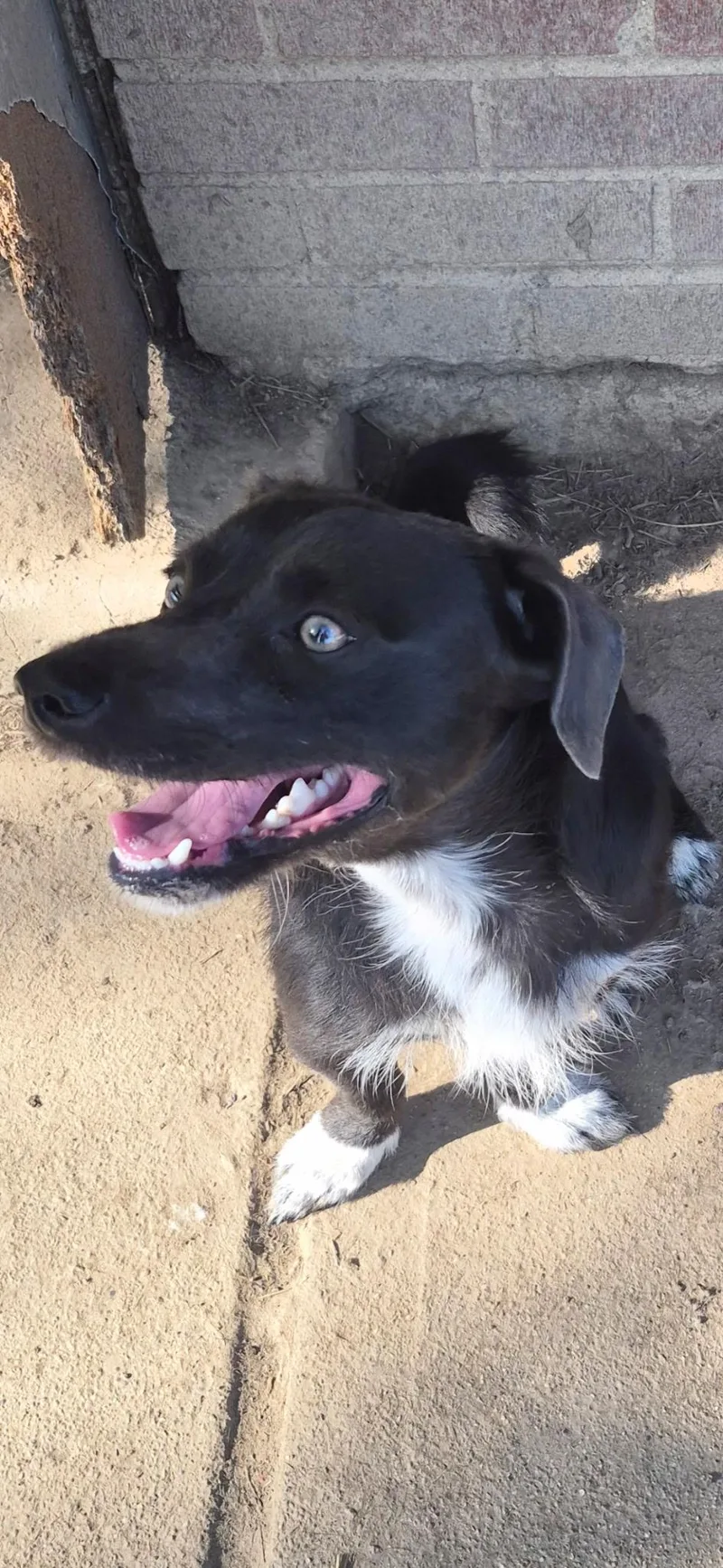 An adult medium-sized male Black Labrador Retriever dog named Roscoe for adoption in Dayton, OH