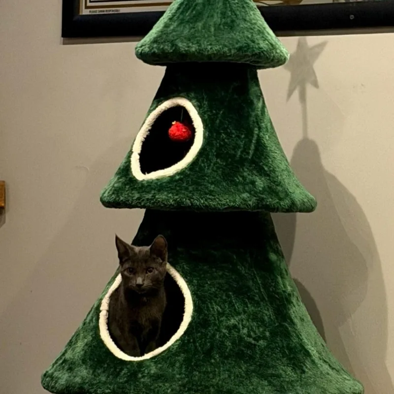 Kaycee And Tagger thumbnail 2