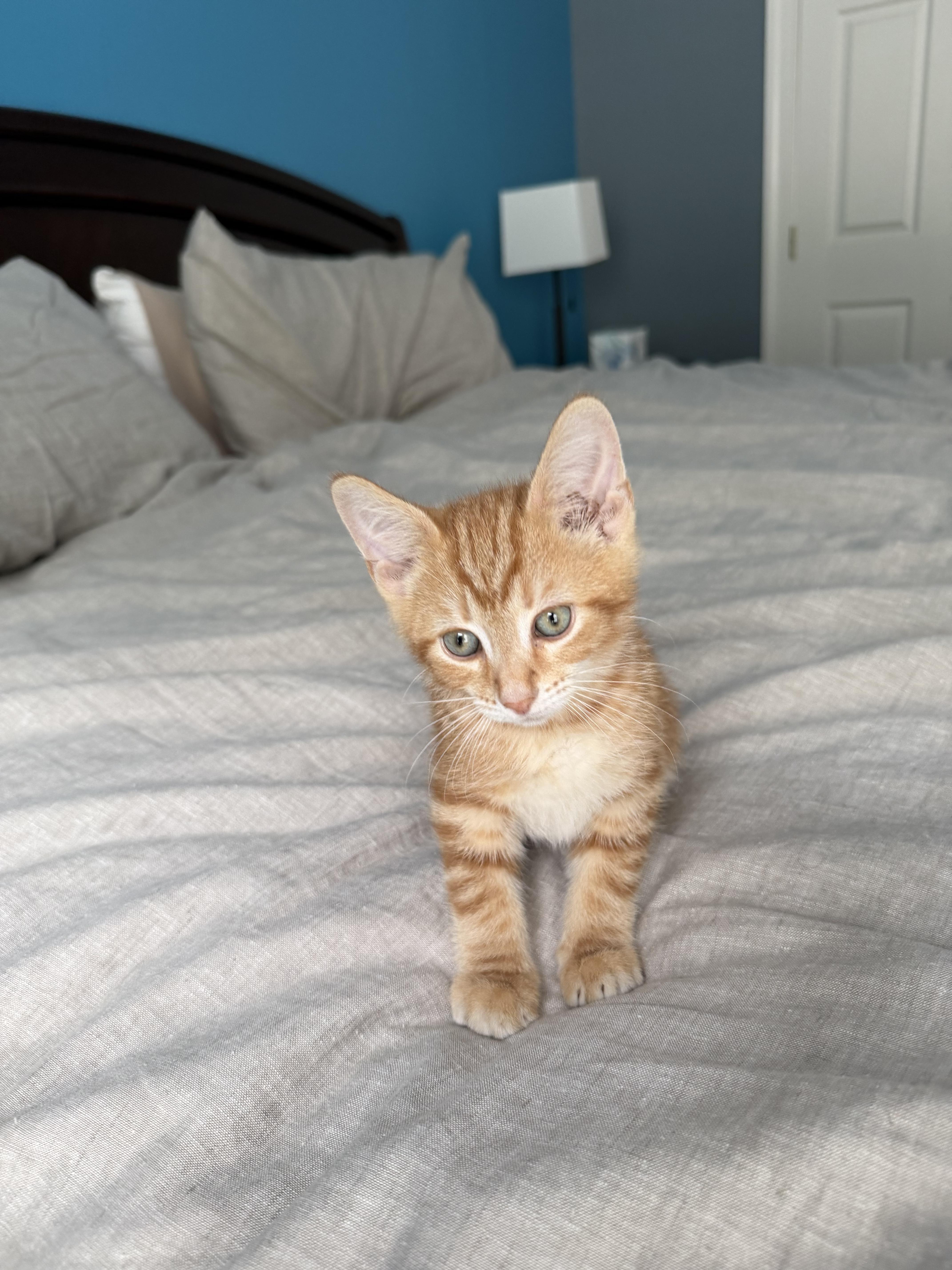 A baby medium-sized male Tabby (Orange / Red) Domestic Short Hair cat named Marty for adoption in Manassas, VA