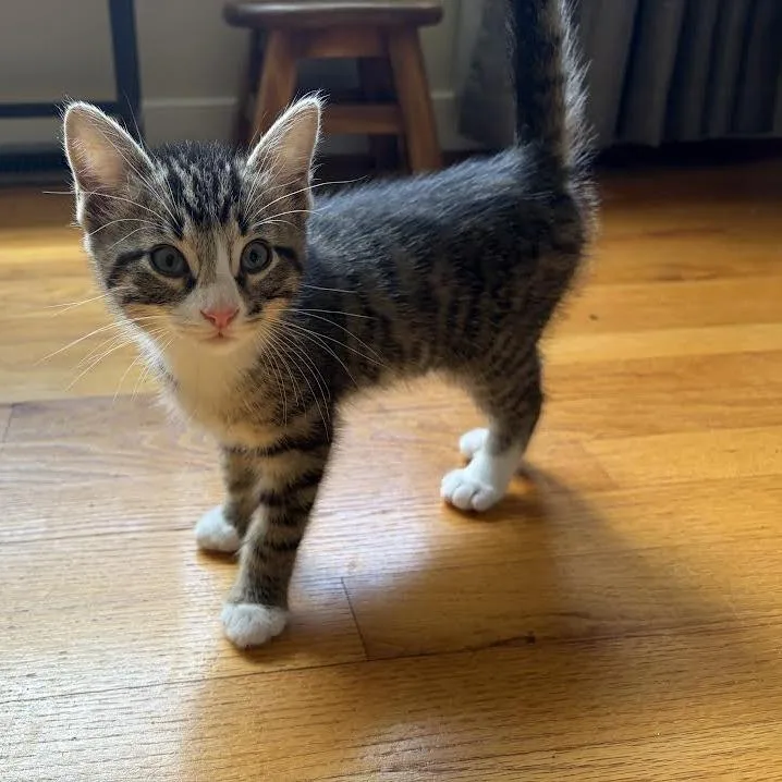 A baby small-sized male Black Domestic Short Hair cat named Peppermint Fizz for adoption in Charlottesville, VA