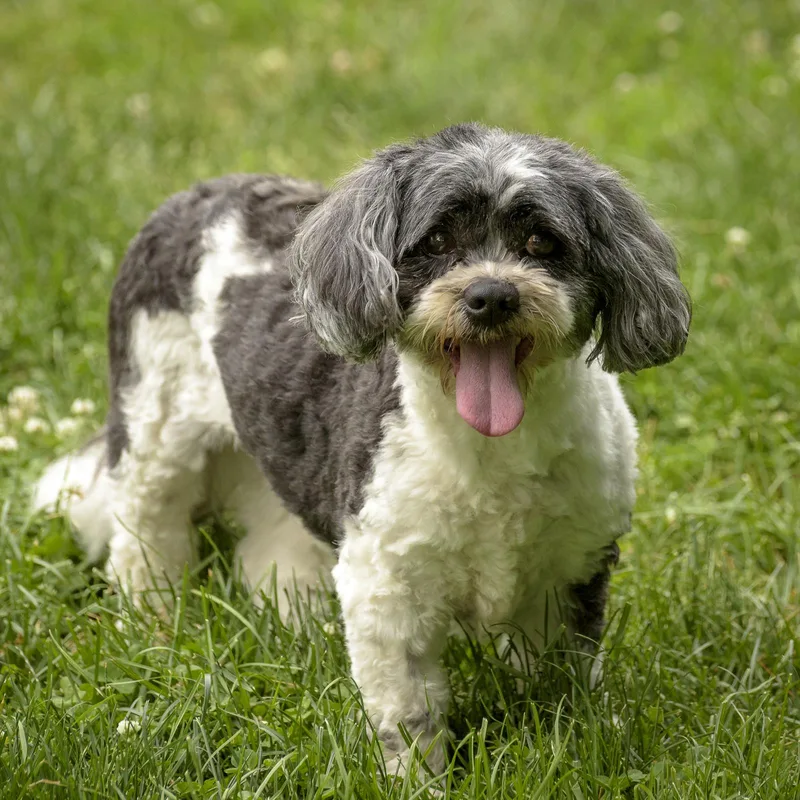An adult small-sized female Gray / Blue / Silver Shih Tzu dog named Netty for adoption in Lambertville, NJ