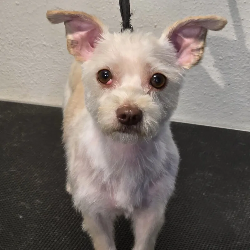 A young small-sized female White / Cream Terrier dog named Freda for adoption in Carrollton, TX