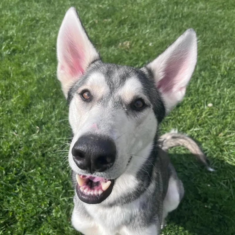 A young large-sized male Gray / Blue / Silver Siberian Husky dog named Zebra for adoption in West Jefferson, OH