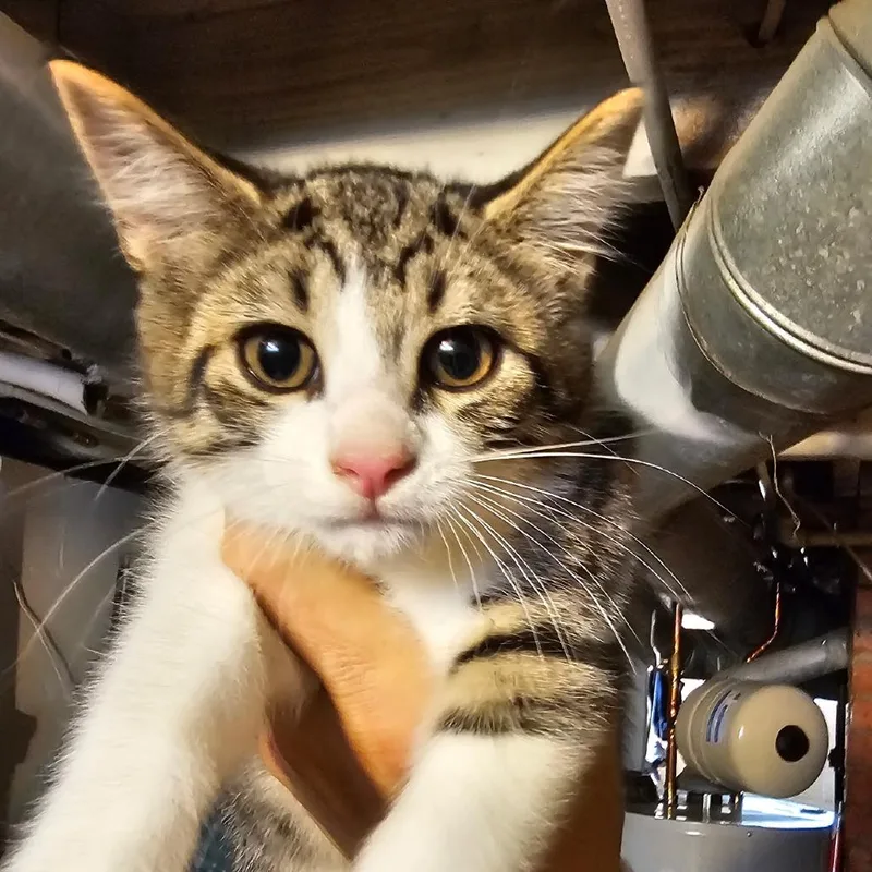 A baby small-sized female Buff / Tan / Fawn Domestic Short Hair cat named Odette for adoption in Southington, OH