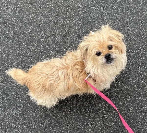 Daisey
