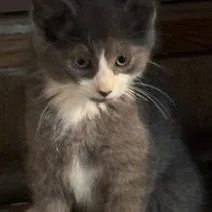 A baby small-sized female Gray / Blue / Silver Domestic Short Hair cat named Granite for adoption in Rochester, MN