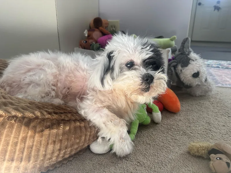 A senior small-sized female Black Shih Tzu dog named Cookie for adoption in Foster, RI