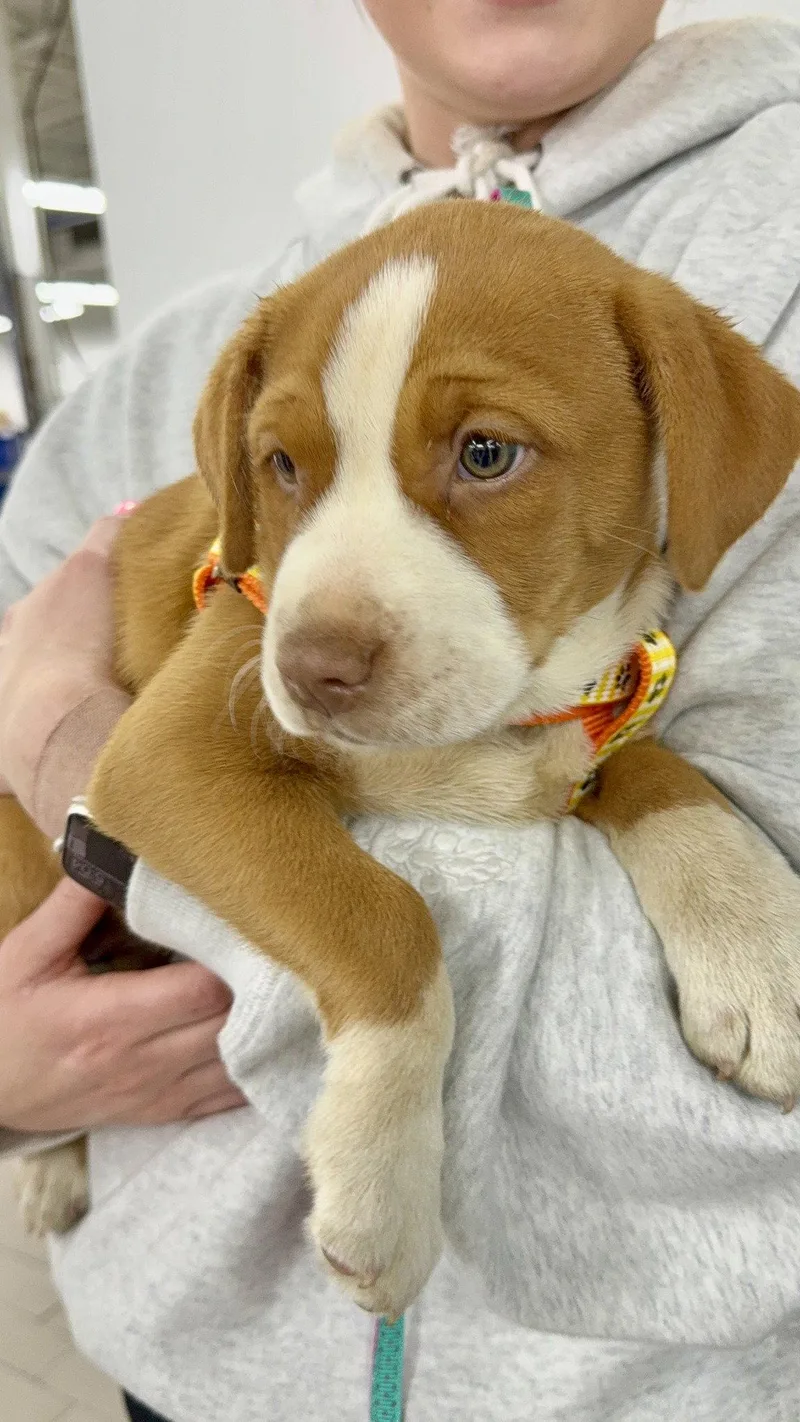 A baby medium-sized female Mixed Breed dog named Marge for adoption in Shelburne, VT