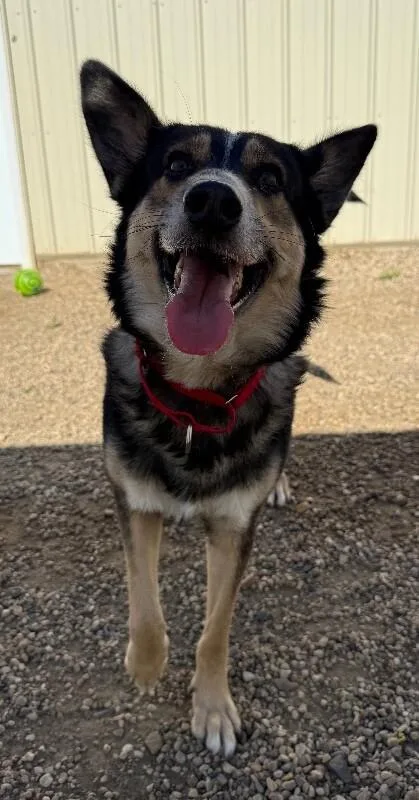 Simba