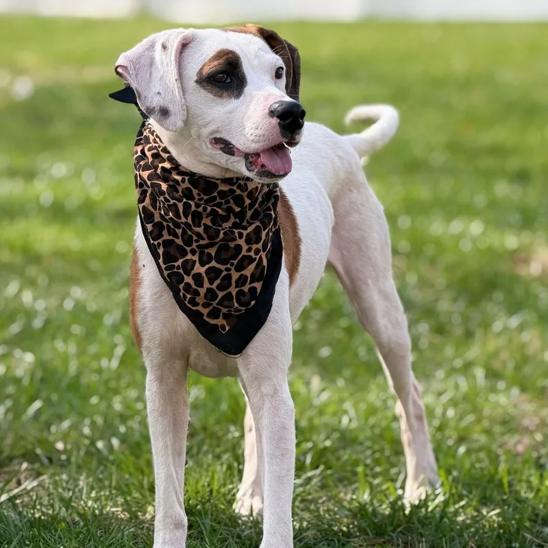 An adult medium-sized female White / Cream Coonhound dog named Scout for adoption in Albany, NY