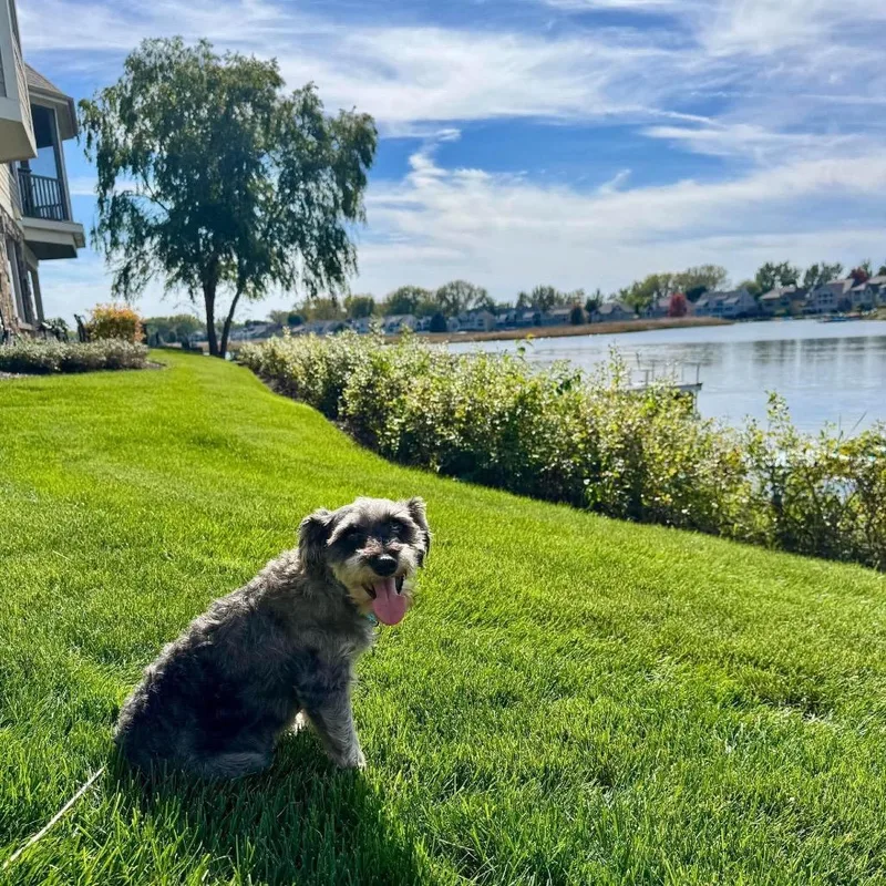 A senior small-sized male Miniature Schnauzer dog named Jesse for adoption in St. Charles, IL