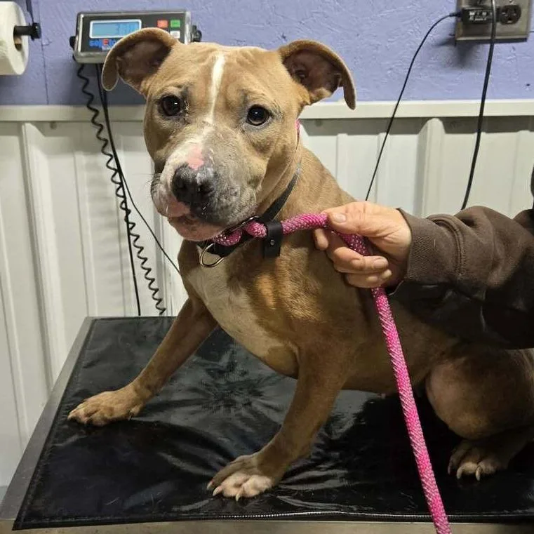 A young medium-sized female Yellow / Tan / Blond / Fawn Mixed Breed dog named Sierra for adoption in Springboro, OH