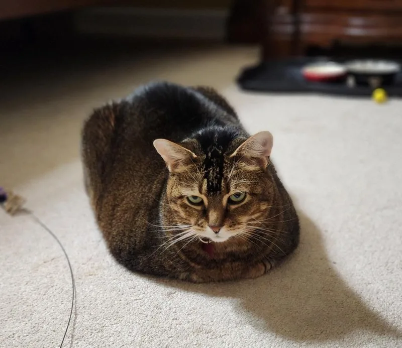 Maisy Declawedf thumbnail 2