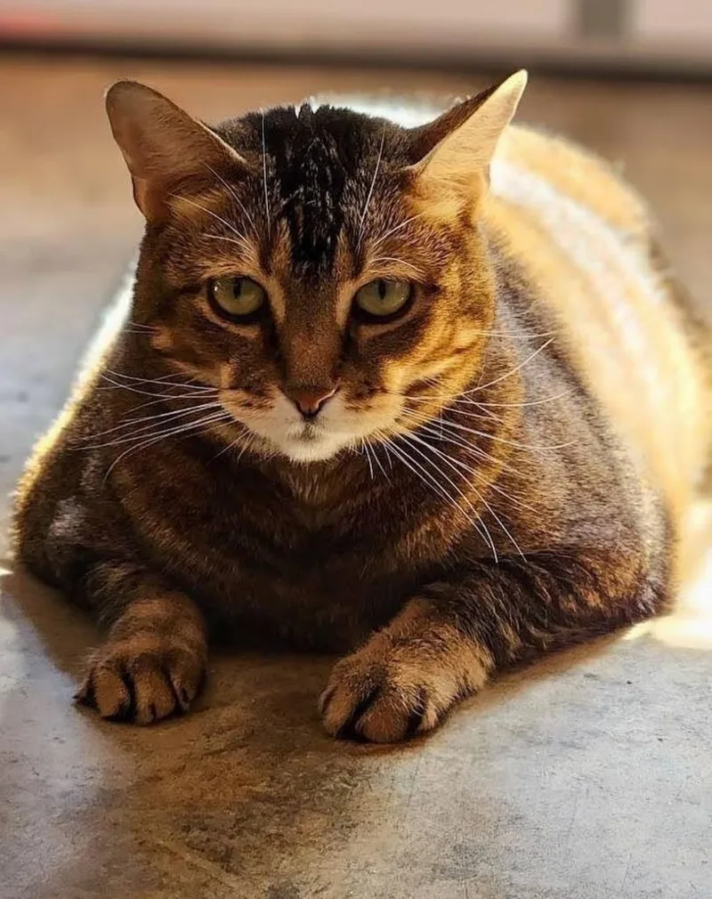 Maisy Declawedf thumbnail 3