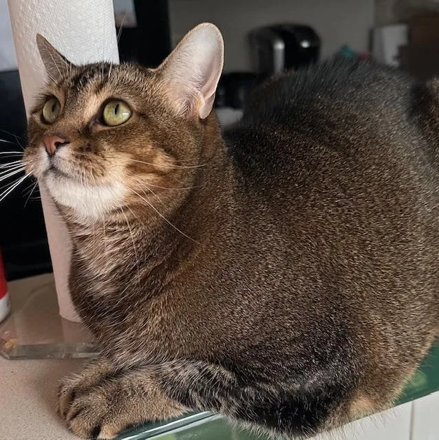 Maisy Declawedf thumbnail 4