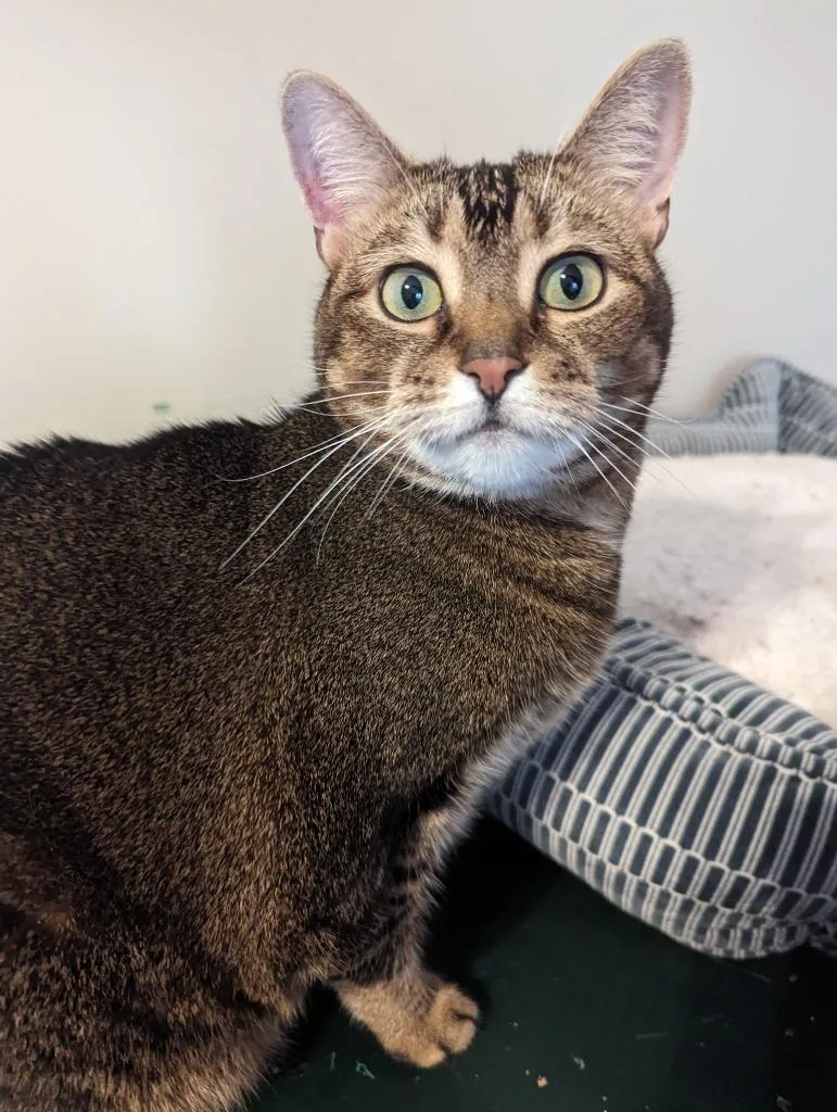 Maisy Declawedf thumbnail 5