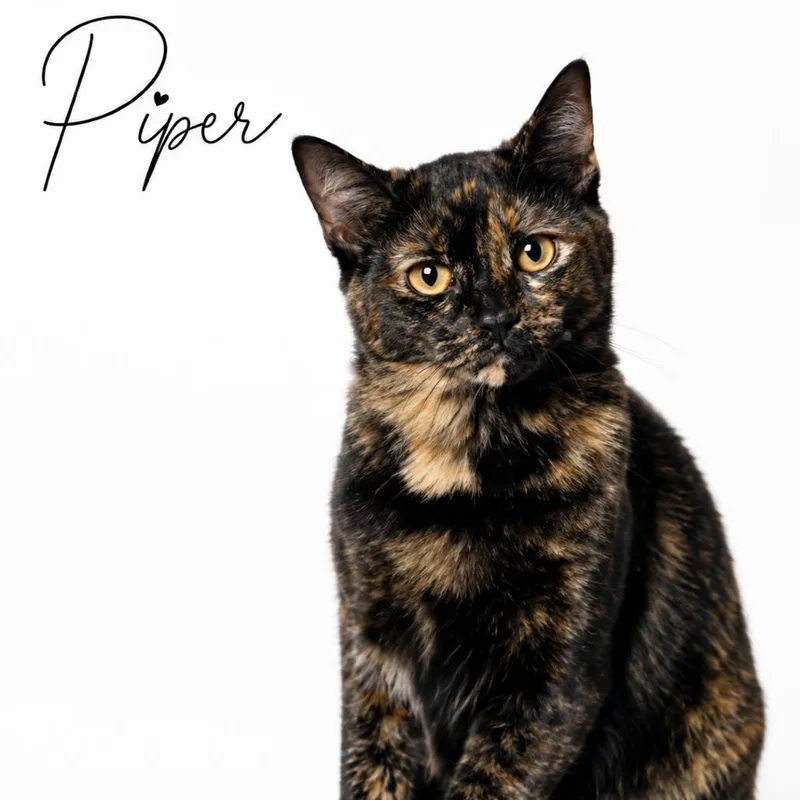 A young medium-sized female Tortoiseshell Domestic Short Hair cat named Piper C for adoption in Lebanon, TN