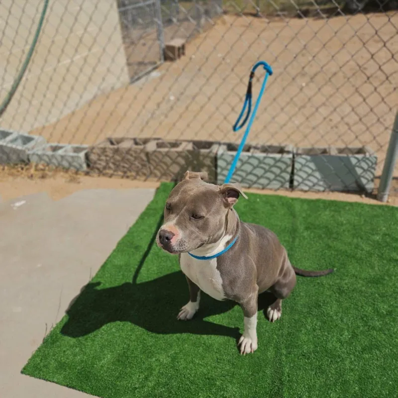 A young medium-sized female Pit Bull Terrier dog named Princess for adoption in California City, CA