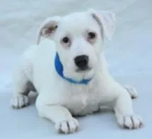 A young large-sized male Terrier dog named Isaac for adoption in Kansas City, MO