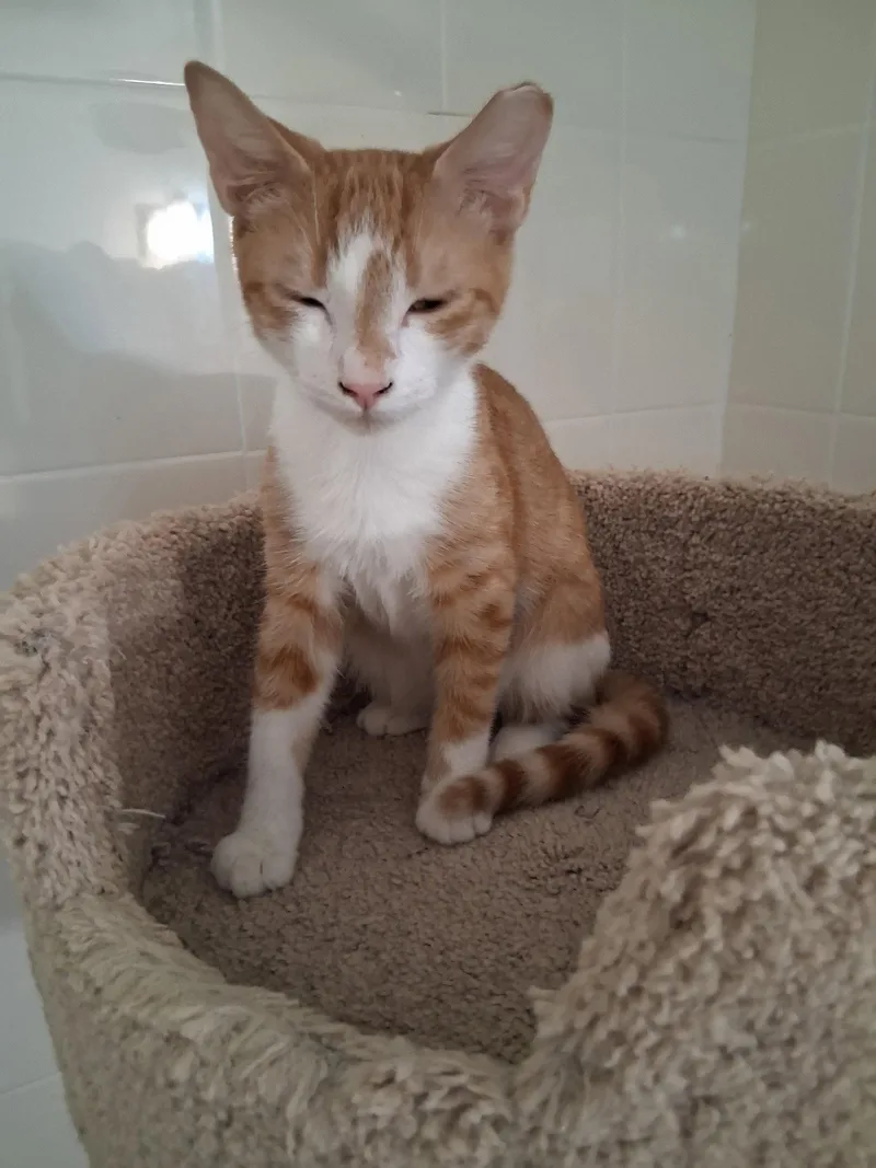 A baby medium-sized male Orange & White Domestic Short Hair cat named Walter for adoption in Oviedo, FL