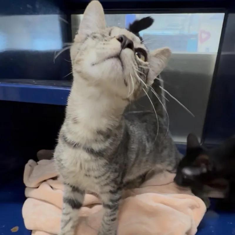 A baby small-sized male Gray / Blue / Silver Domestic Short Hair cat named Tandi for adoption in Los Angeles, CA