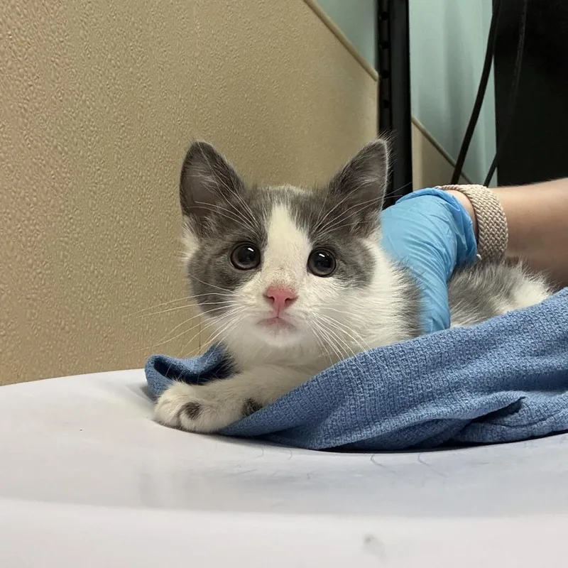 A baby small-sized female Gray / Blue / Silver Domestic Short Hair cat named Dawn for adoption in Tacoma, WA