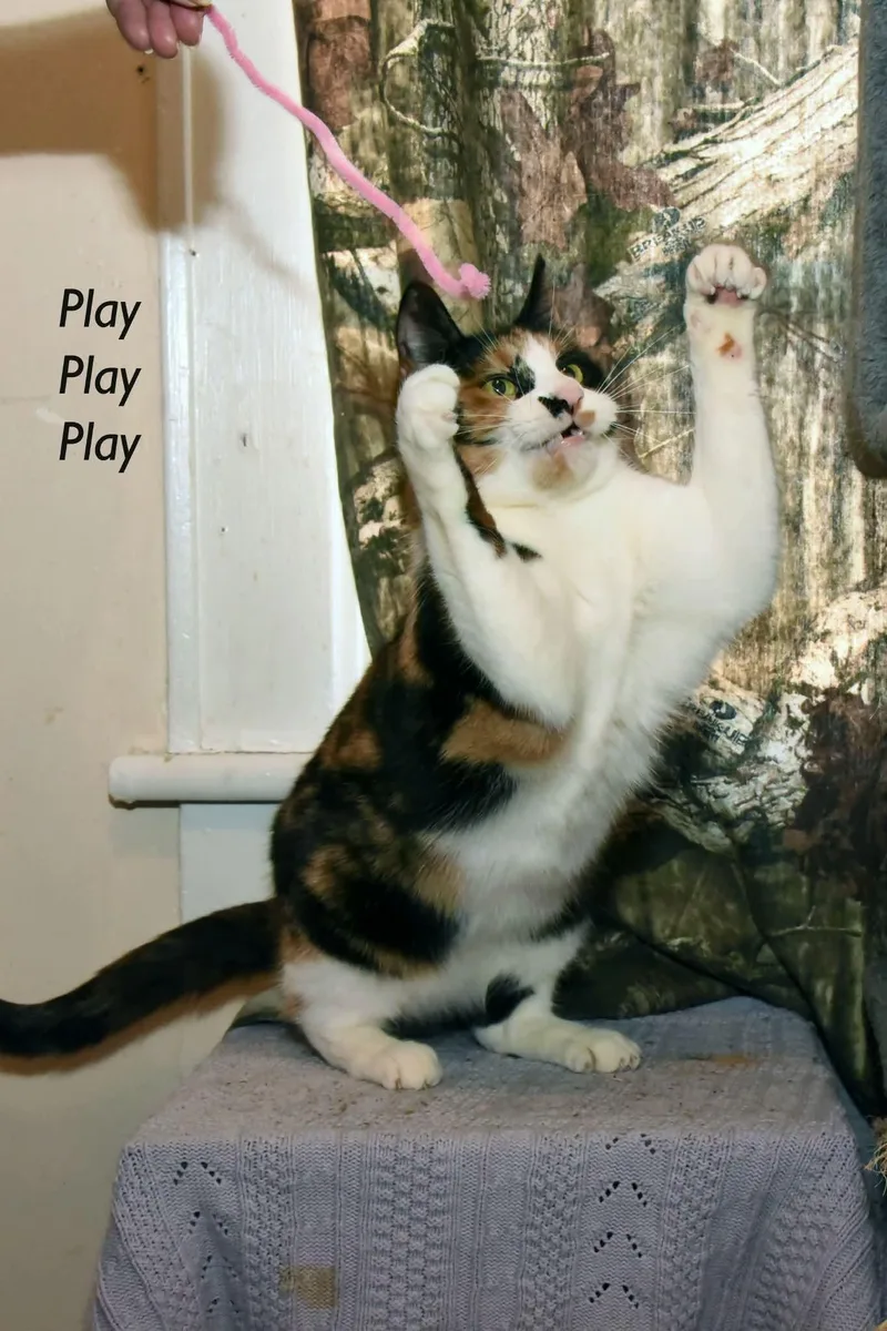 Sunshine☀️ thumbnail 2