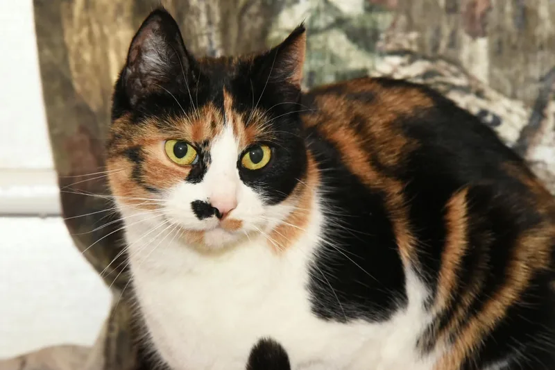 Sunshine☀️ thumbnail 4