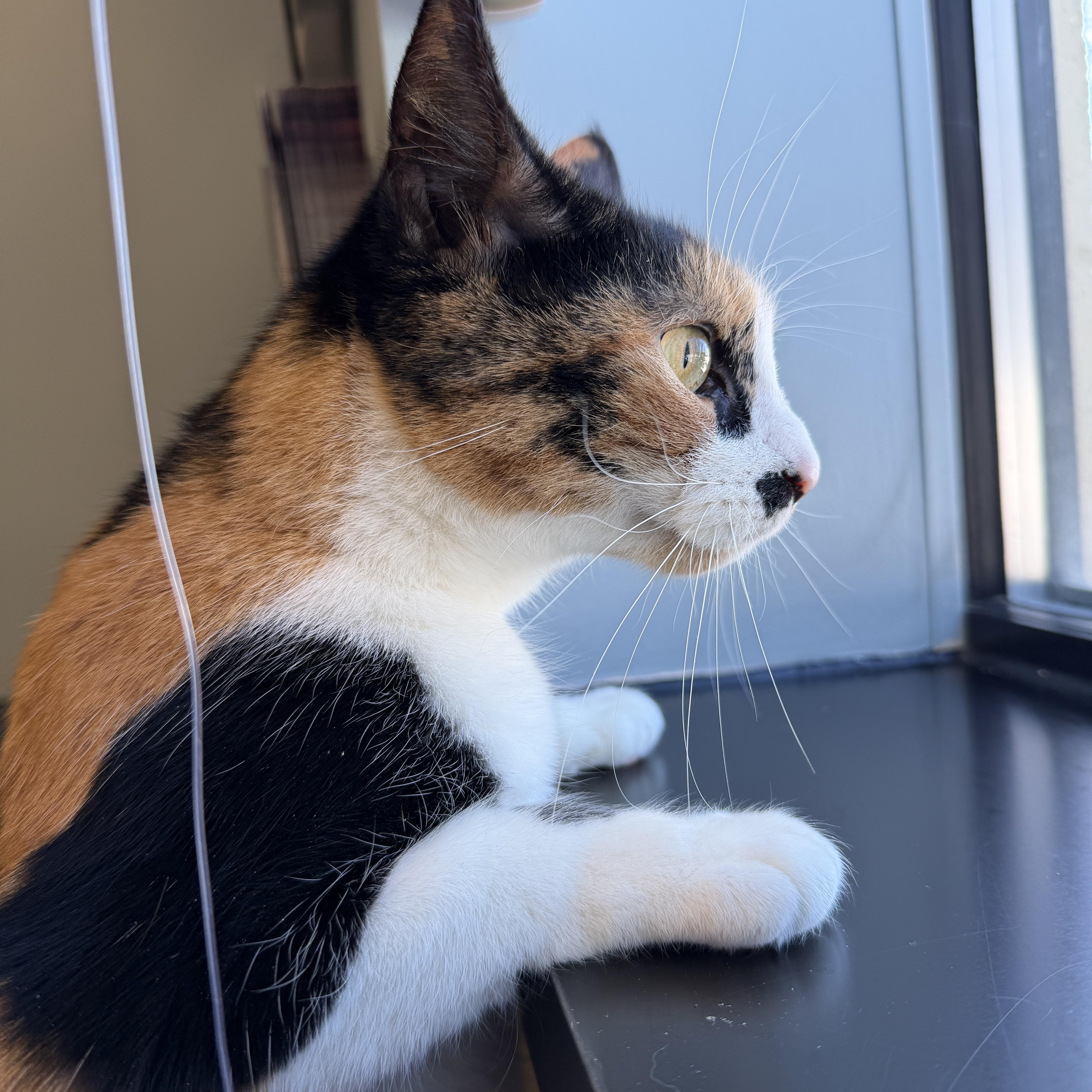 Sunshine☀️ thumbnail 5