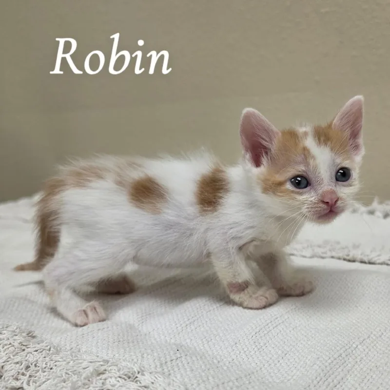 Robin
