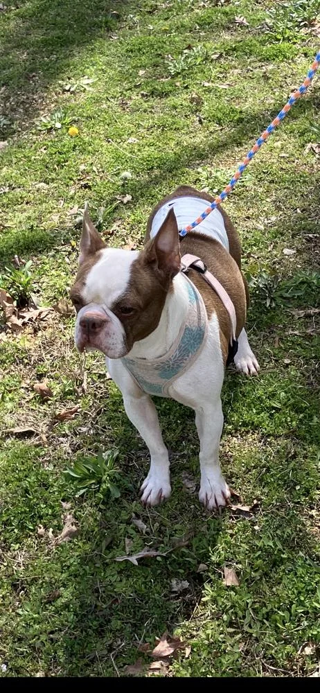 A senior small-sized female Boston Terrier dog named Ellie Mae Wilkens Memphis for adoption in Maryville, TN