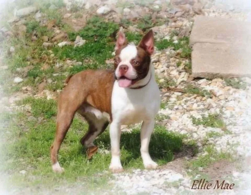 Ellie Mae Wilkens Memphis thumbnail 4
