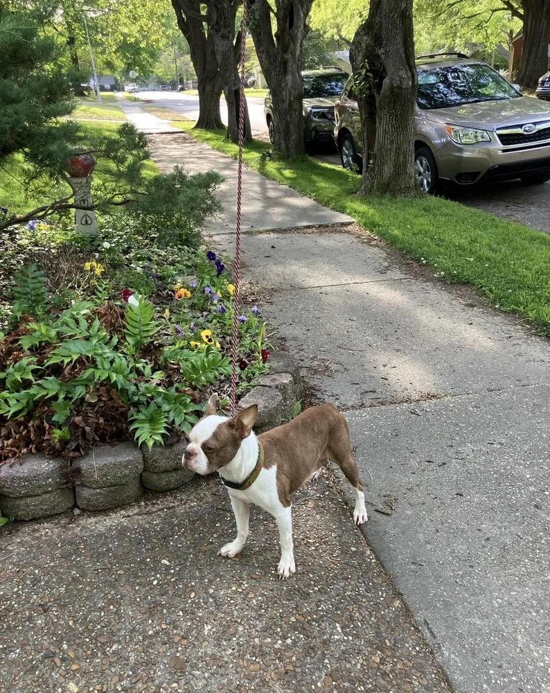 Ellie Mae Wilkens Memphis thumbnail 6