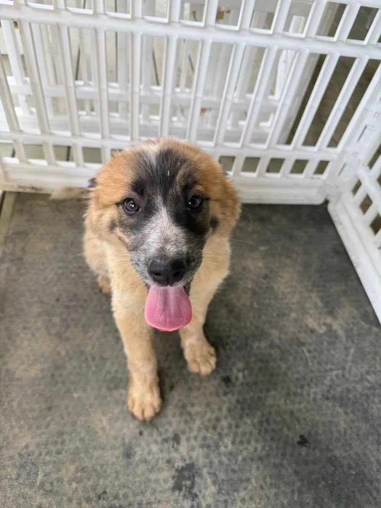 A baby medium-sized female Great Pyrenees dog named Coffee for adoption in Fayetteville, TN