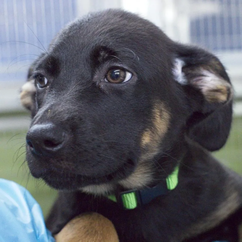 A baby small-sized female Black Rottweiler dog named Jasmine for adoption in South Elgin, IL