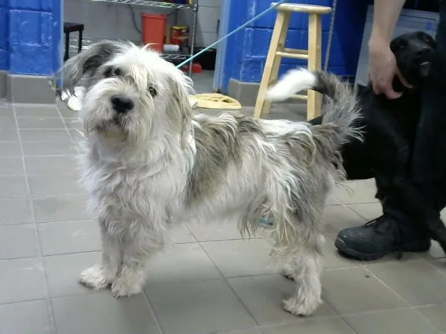 An adult medium-sized male Shetland Sheepdog / Sheltie dog named Toto De Benzo for adoption in Albuquerque, NM