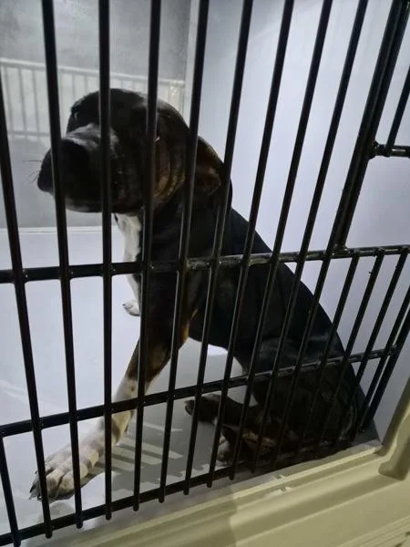 A baby small-sized female Pit Bull Terrier dog named Pen  Beauty for adoption in Lawrenceville, GA