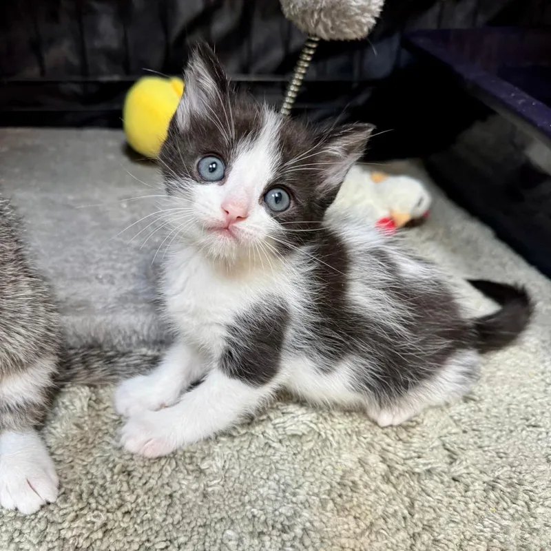 A baby small-sized female Black Domestic Short Hair cat named Darlene for adoption in Fredericksburg, TX