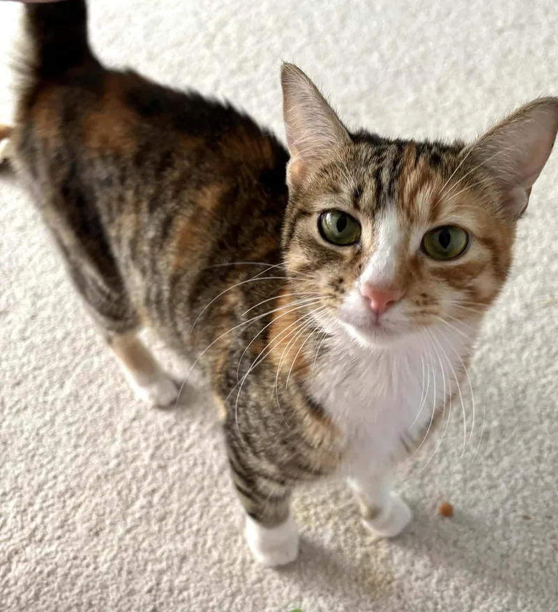 A young medium-sized female Torbie Calico cat named Lucy for adoption in Lawrenceville, GA
